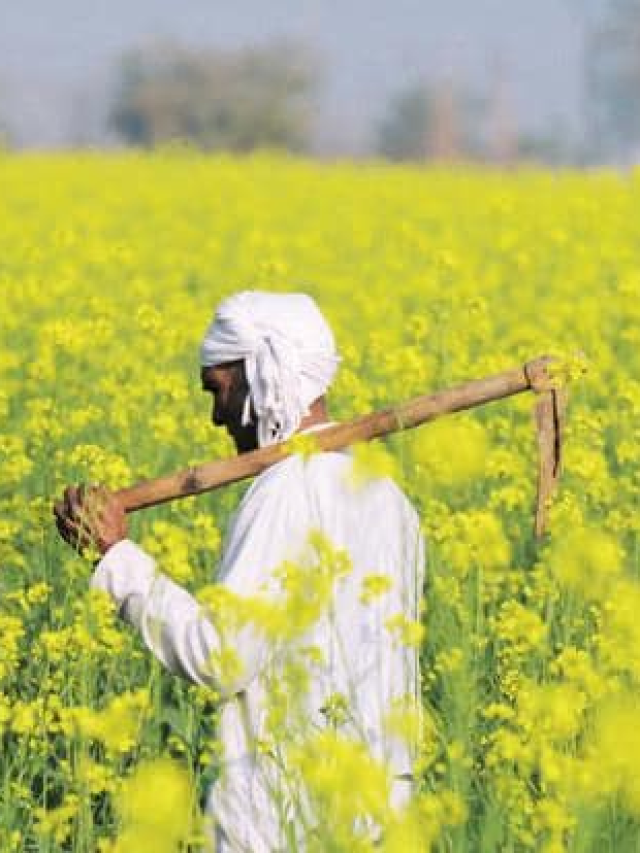 More than 50% production: Farmers are using this fertilizer in mustard cultivation...